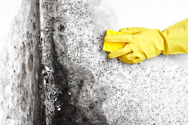 Best Certified Mold Removal  in Oronoco, MN