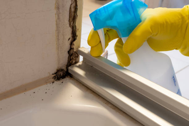 Best Commercial Mold Removal  in Oronoco, MN