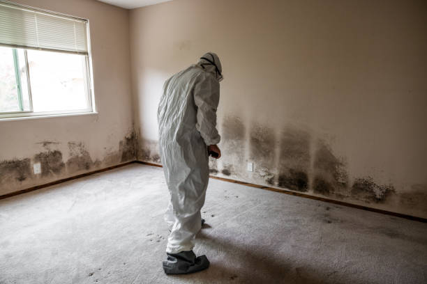 Crawl Space Mold Removal in Oronoco, MN