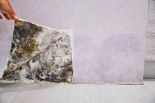 Best Mold Remediation  in Oronoco, MN